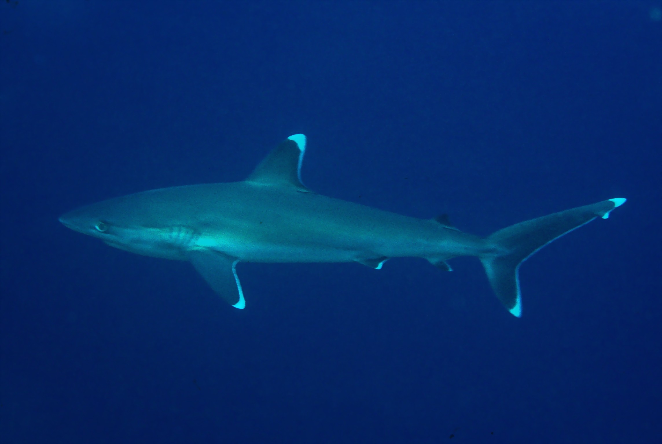 Carcharhinus albimarginatus, female, Egypt: Rocky Island; J.E. Randall